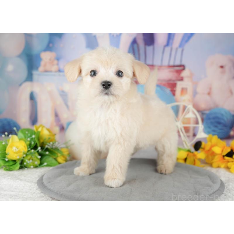 販売中の千葉県のミックス犬-444759の3枚目