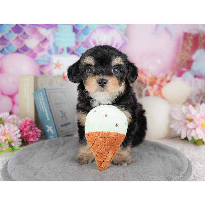 販売中の千葉県のミックス犬-444758の1枚目