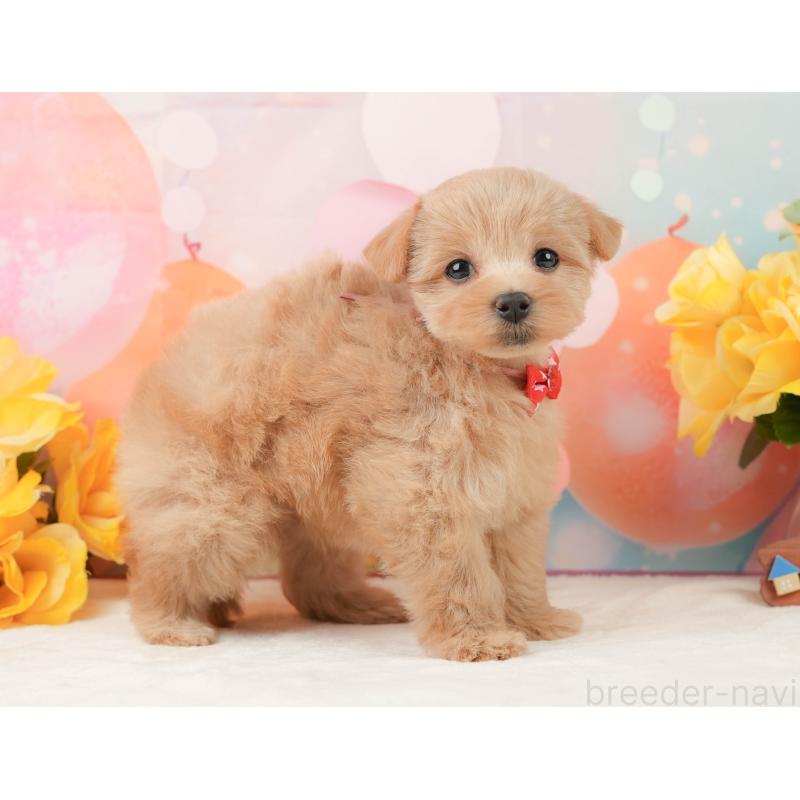 販売中の静岡県のマルプー:マルチーズ×トイプードル-444775の8枚目