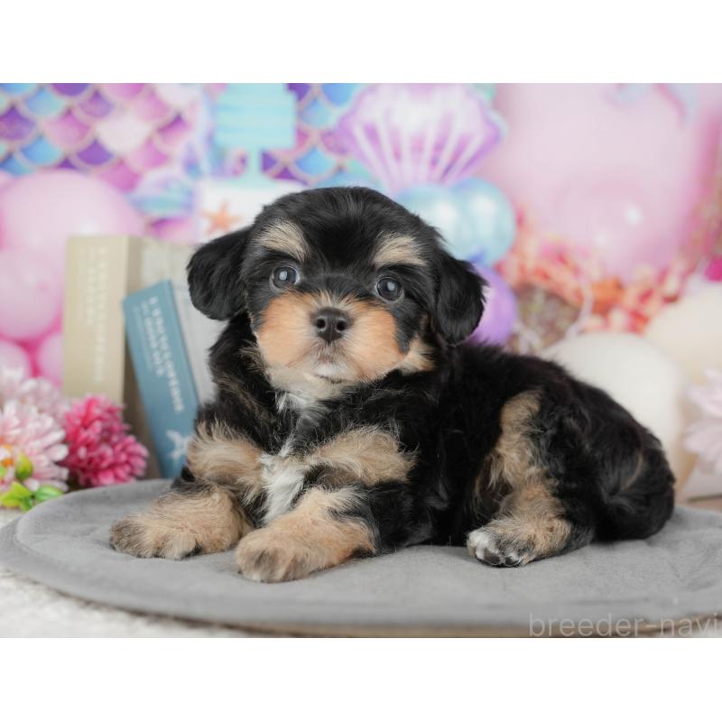 販売中の千葉県のミックス犬-444758の11枚目