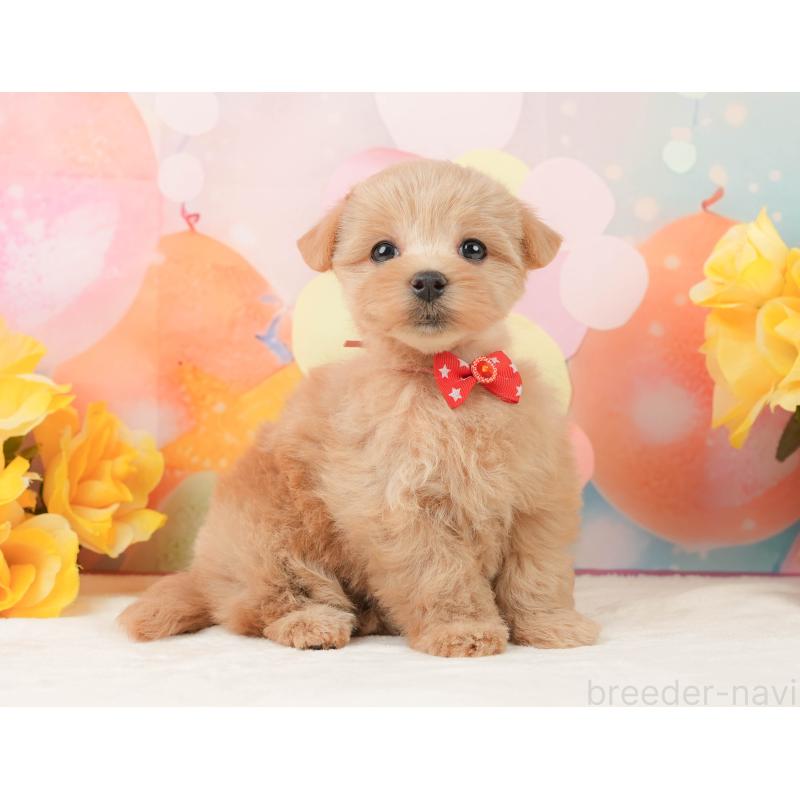 販売中の静岡県のマルプー:マルチーズ×トイプードル-444775の7枚目