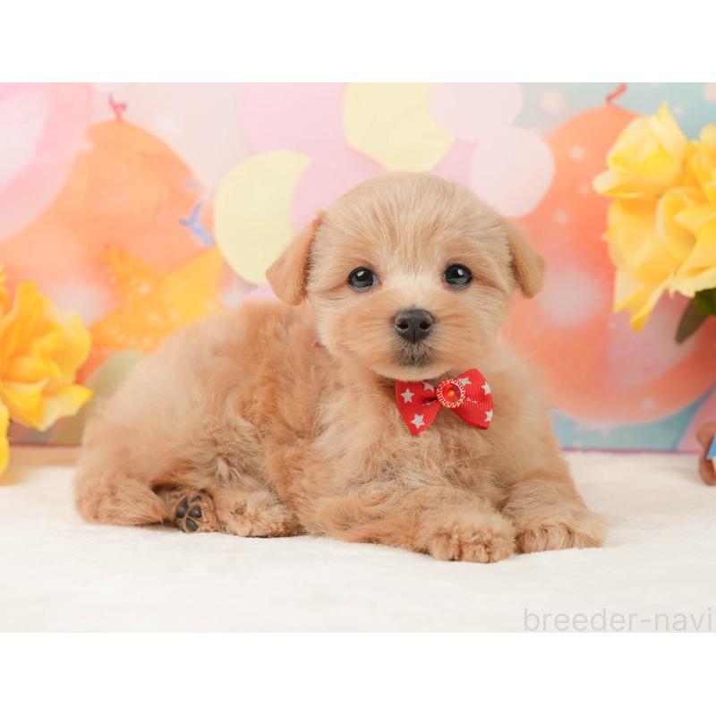 販売中の静岡県のマルプー:マルチーズ×トイプードル-444775の6枚目