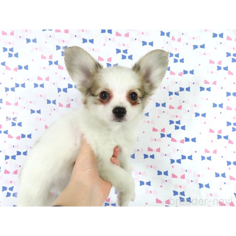 販売中の千葉県のパピヨン-436934の4枚目