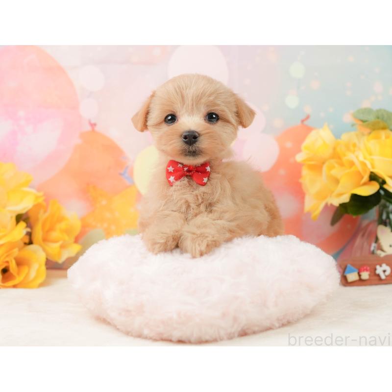 販売中の静岡県のマルプー:マルチーズ×トイプードル-444775の5枚目