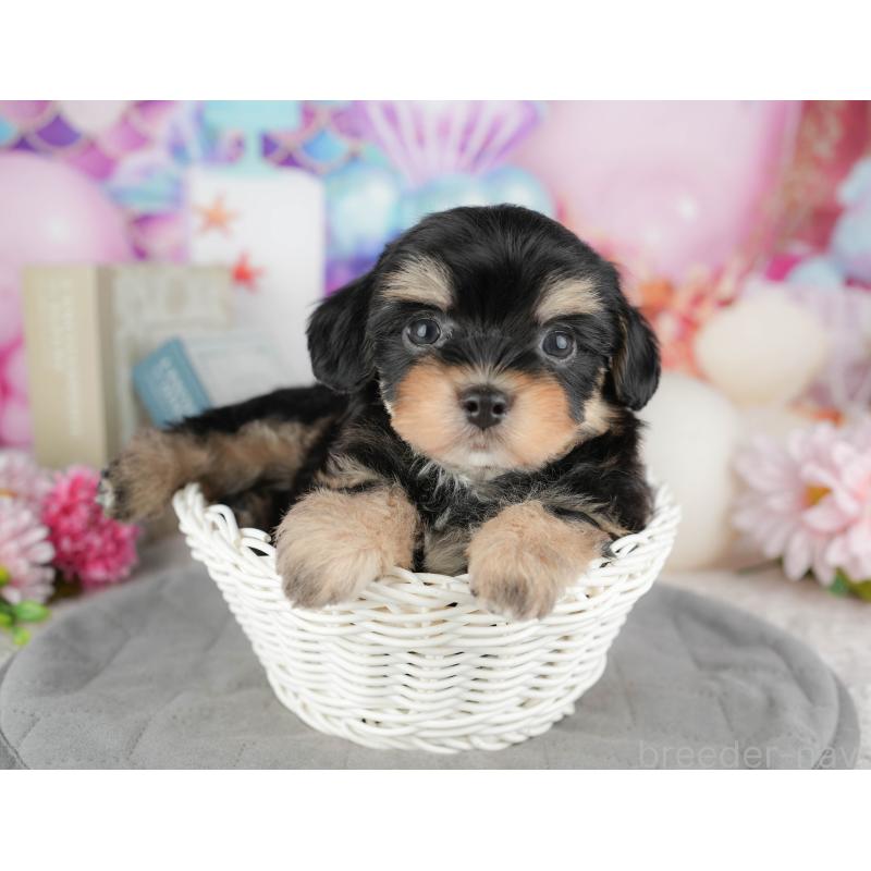 販売中の千葉県のミックス犬-444758の7枚目