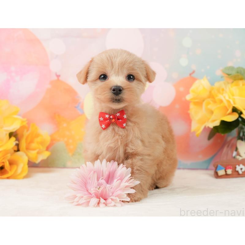 販売中の静岡県のマルプー:マルチーズ×トイプードル-444775の4枚目