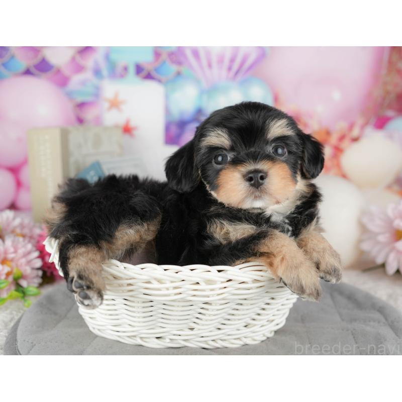 販売中の千葉県のミックス犬-444758の4枚目