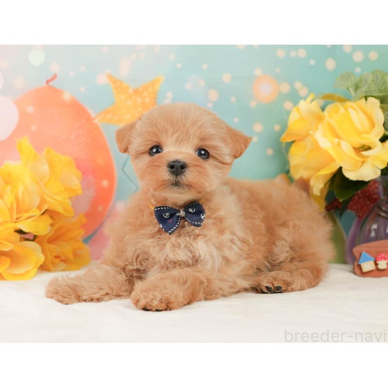 販売中の静岡県のマルプー:マルチーズ×トイプードル-444777の9枚目