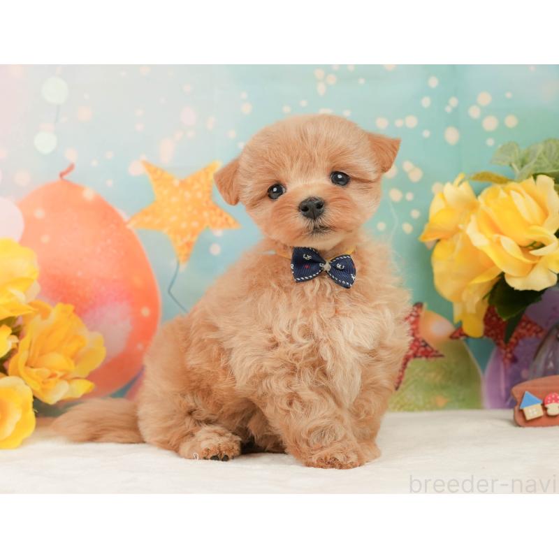 販売中の静岡県のマルプー:マルチーズ×トイプードル-444777の8枚目