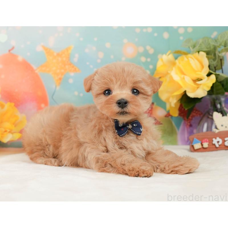 販売中の静岡県のマルプー:マルチーズ×トイプードル-444777の7枚目