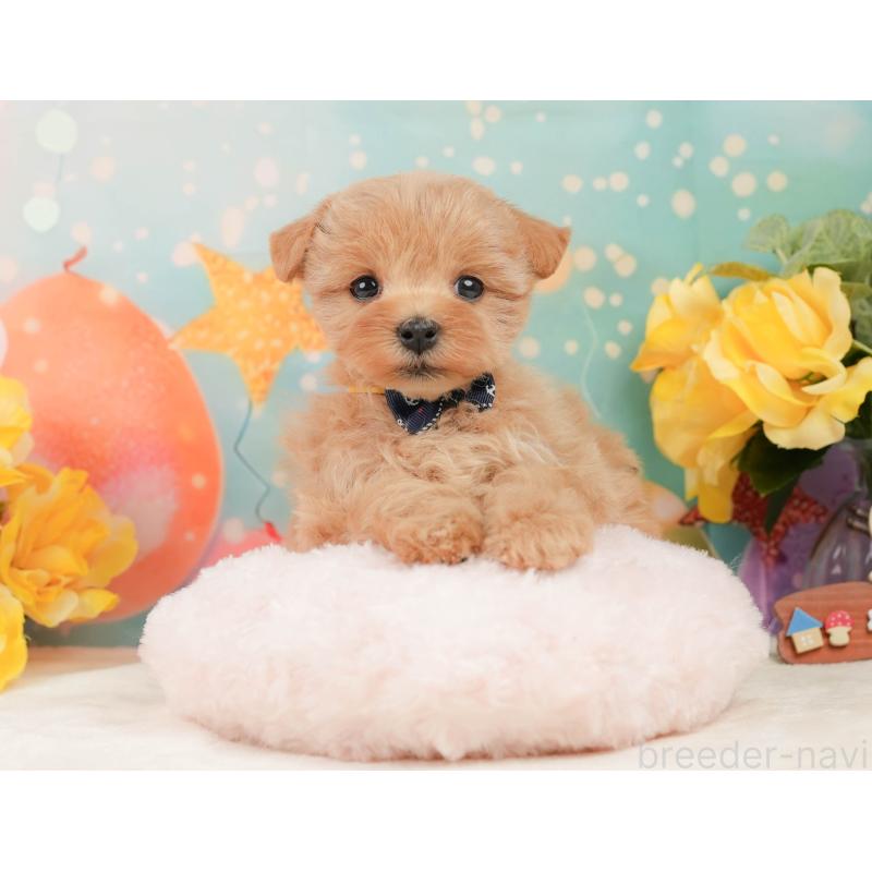 販売中の静岡県のマルプー:マルチーズ×トイプードル-444777の6枚目