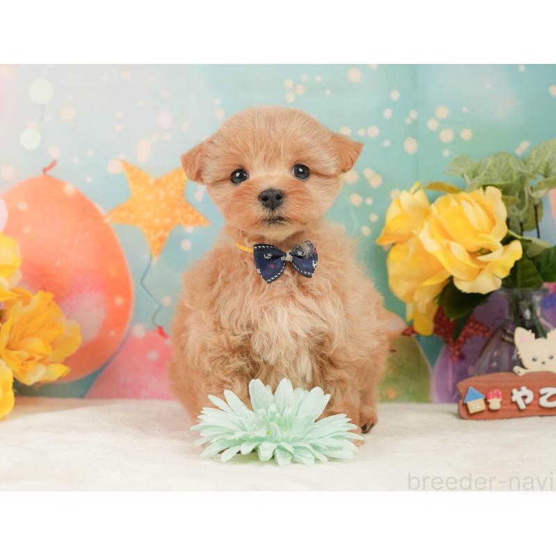 販売中の静岡県のマルプー:マルチーズ×トイプードル-444777の5枚目