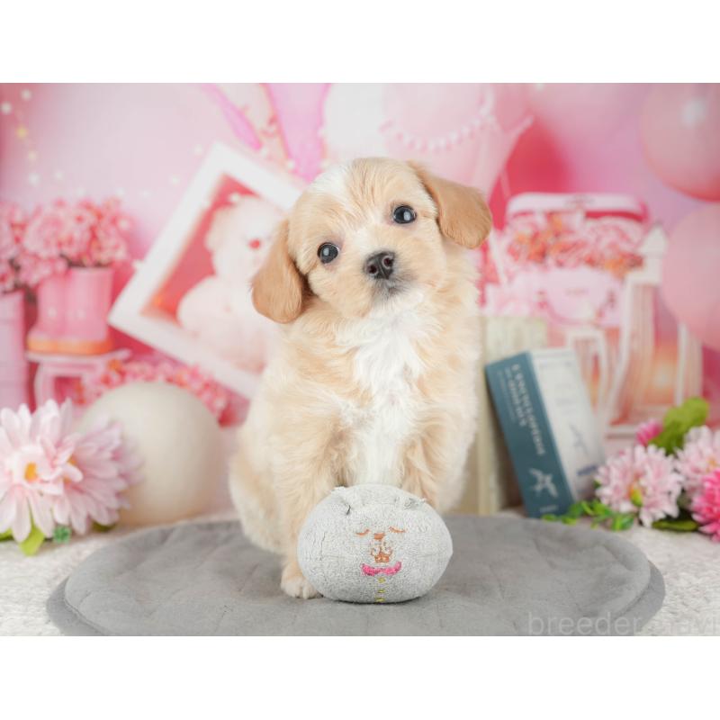 販売中の千葉県のミックス犬-444757の8枚目