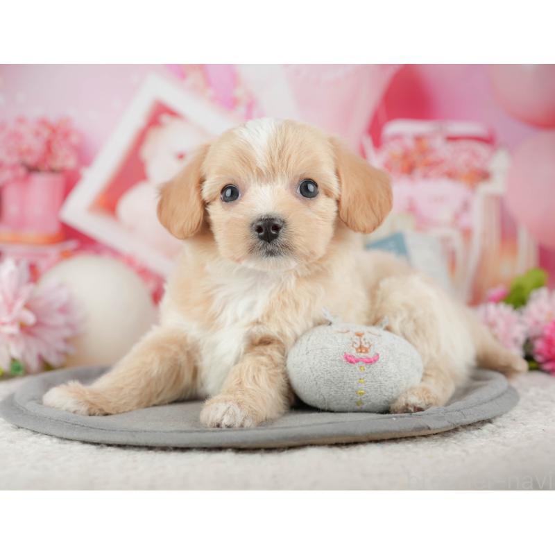 販売中の千葉県のミックス犬-444757の7枚目