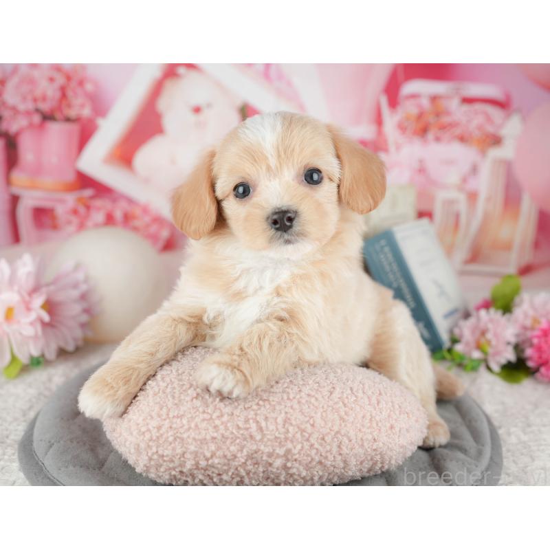 販売中の千葉県のミックス犬-444757の6枚目