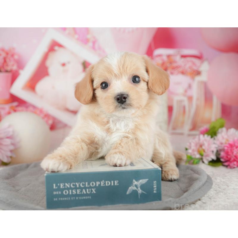 販売中の千葉県のミックス犬-444757の5枚目