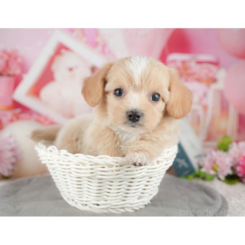 販売中の千葉県のミックス犬-444757の4枚目