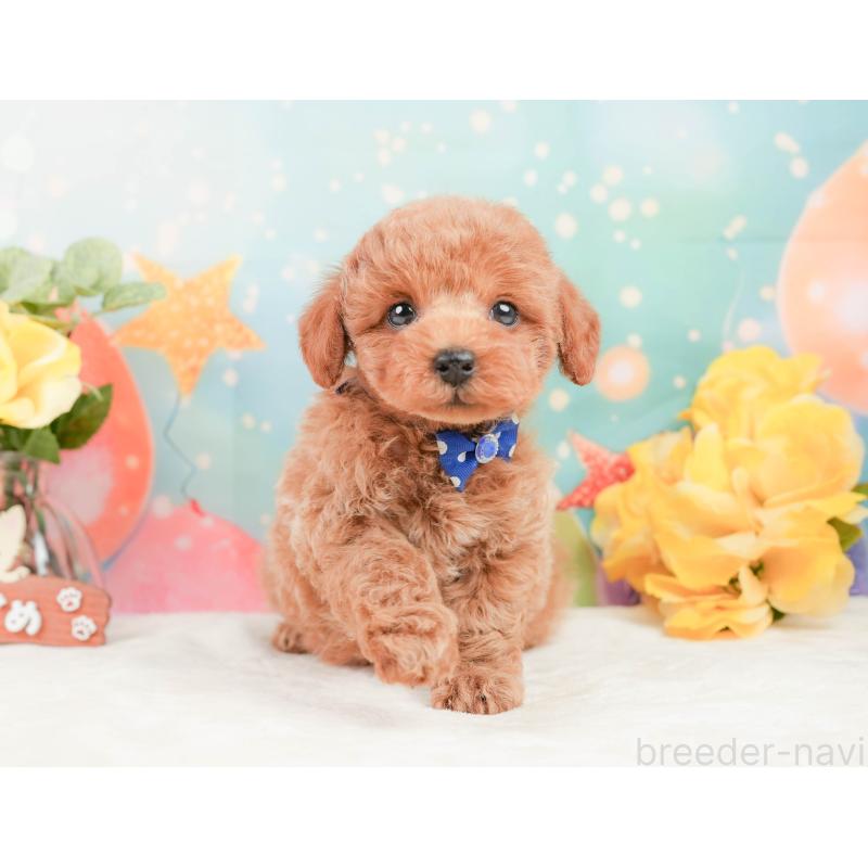 販売中の静岡県のトイプードル-444776の10枚目