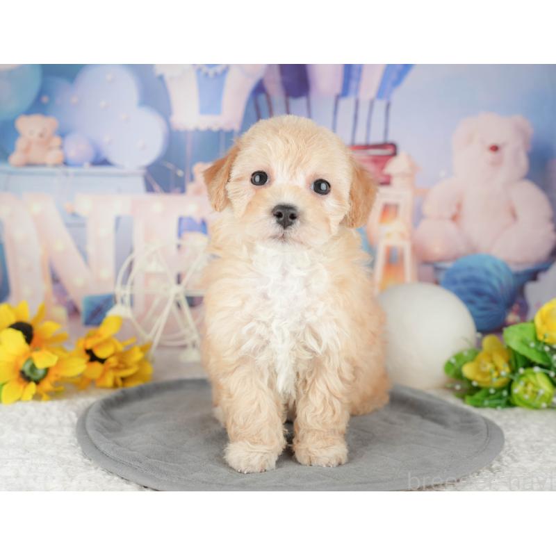 販売中の千葉県のマルプー:マルチーズ×トイプードル-444756