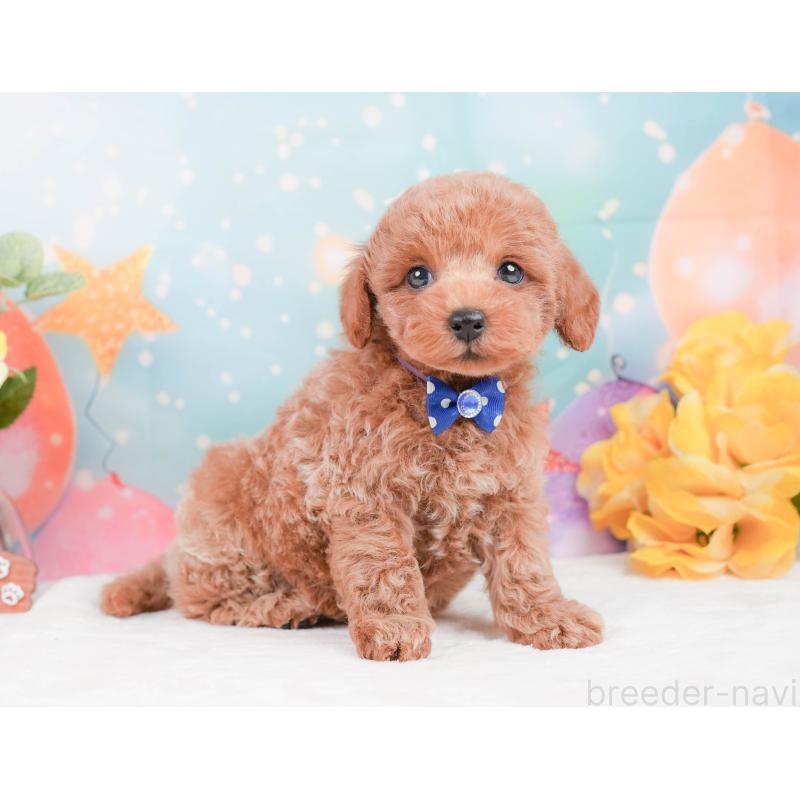 販売中の静岡県のトイプードル-444776の7枚目