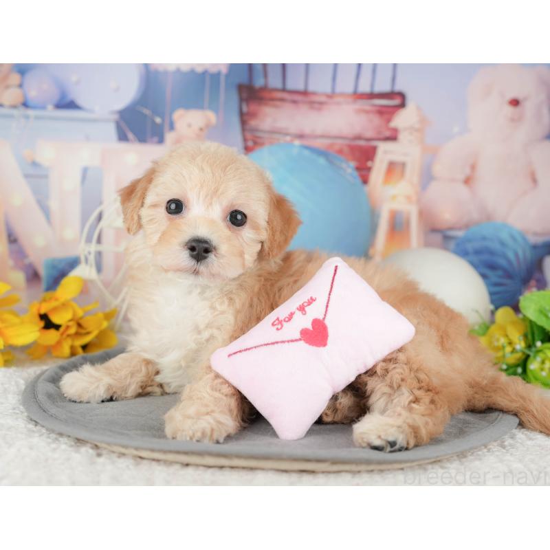 販売中の千葉県のマルプー:マルチーズ×トイプードル-444756の11枚目