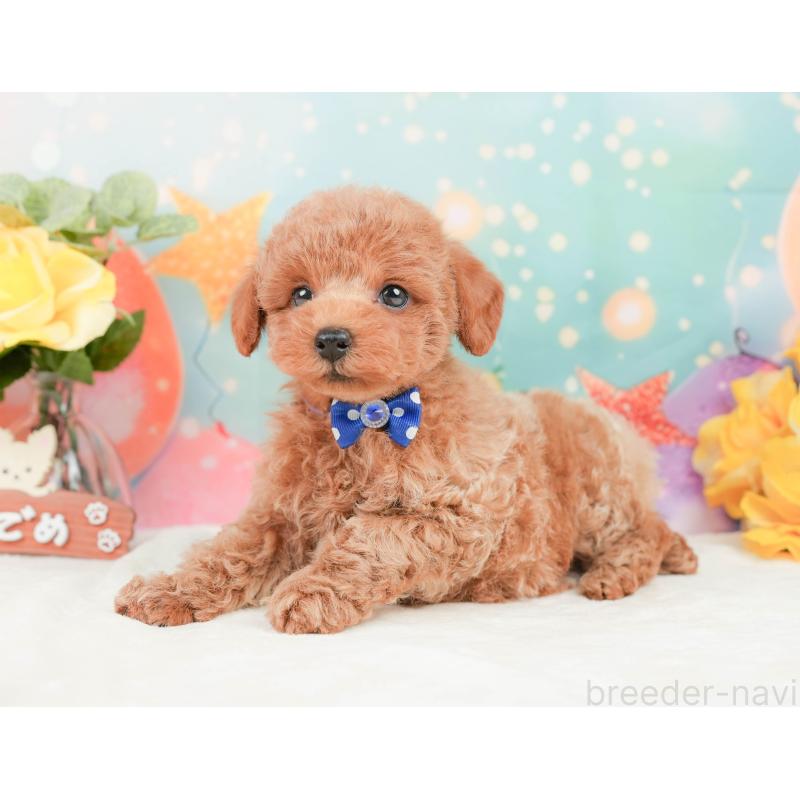 販売中の静岡県のトイプードル-444776の6枚目