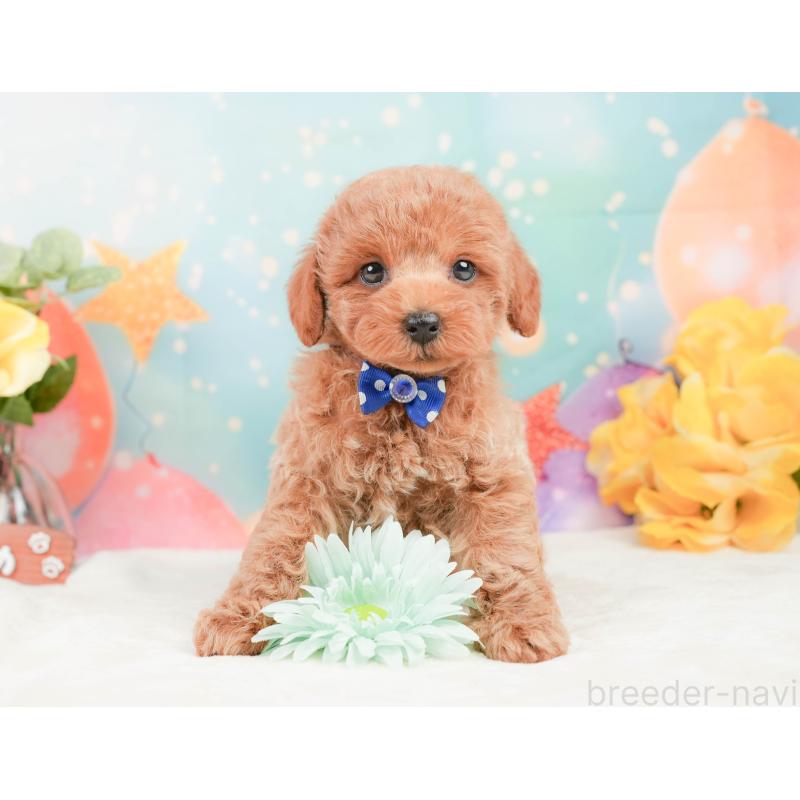 販売中の静岡県のトイプードル-444776の5枚目