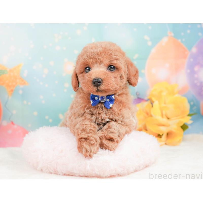 販売中の静岡県のトイプードル-444776の4枚目