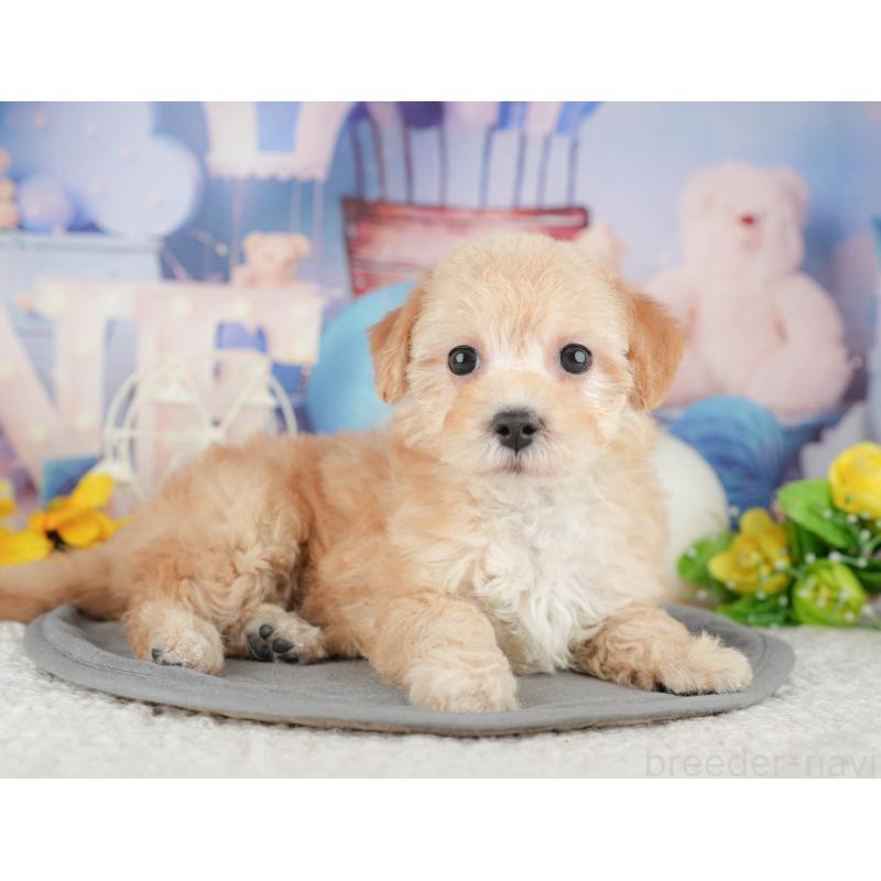 販売中の千葉県のマルプー:マルチーズ×トイプードル-444756の8枚目