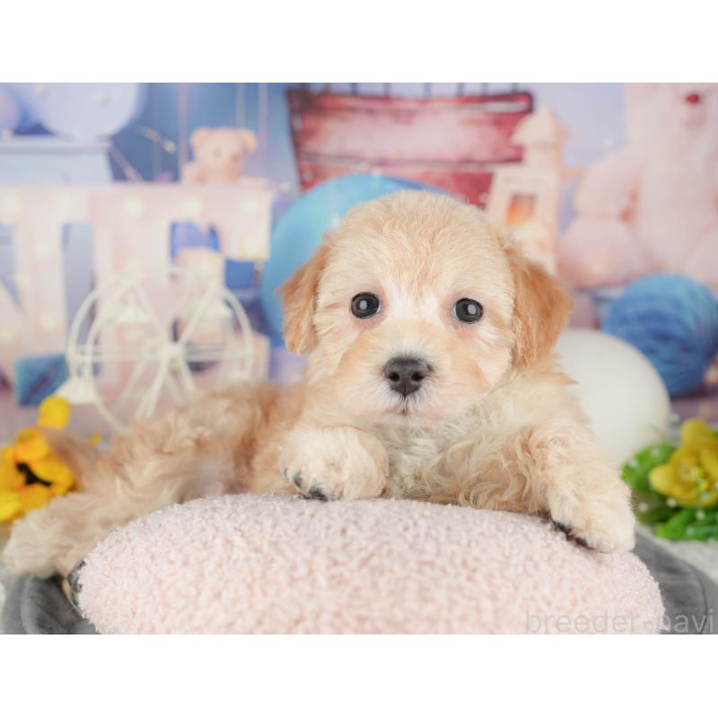 販売中の千葉県のマルプー:マルチーズ×トイプードル-444756の7枚目