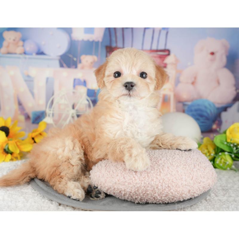 販売中の千葉県のマルプー:マルチーズ×トイプードル-444756の4枚目