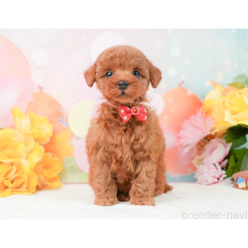 販売中の静岡県のタイニープードル-444774の10枚目