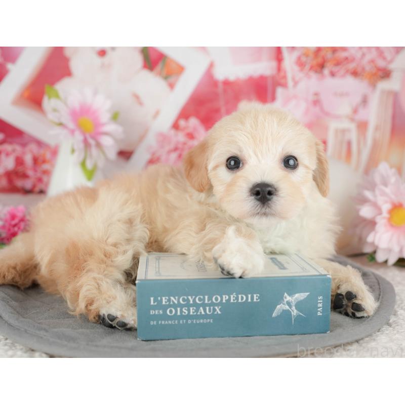 販売中の千葉県のマルプー:マルチーズ×トイプードル-444754の11枚目