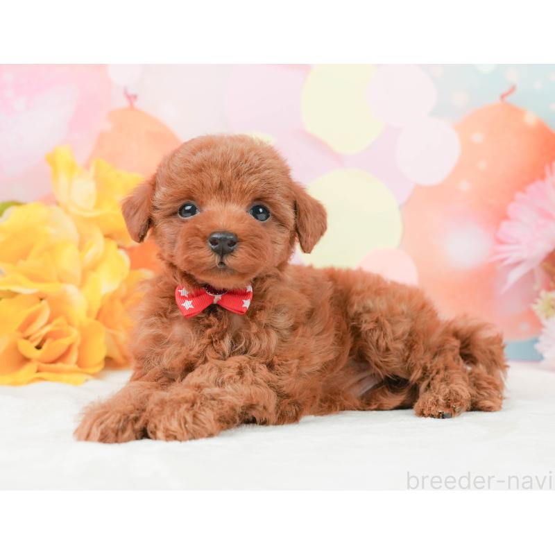 販売中の静岡県のタイニープードル-444774の7枚目