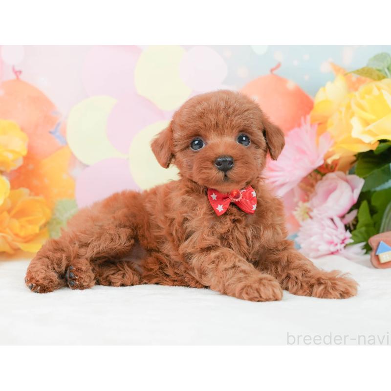 販売中の静岡県のタイニープードル-444774の6枚目