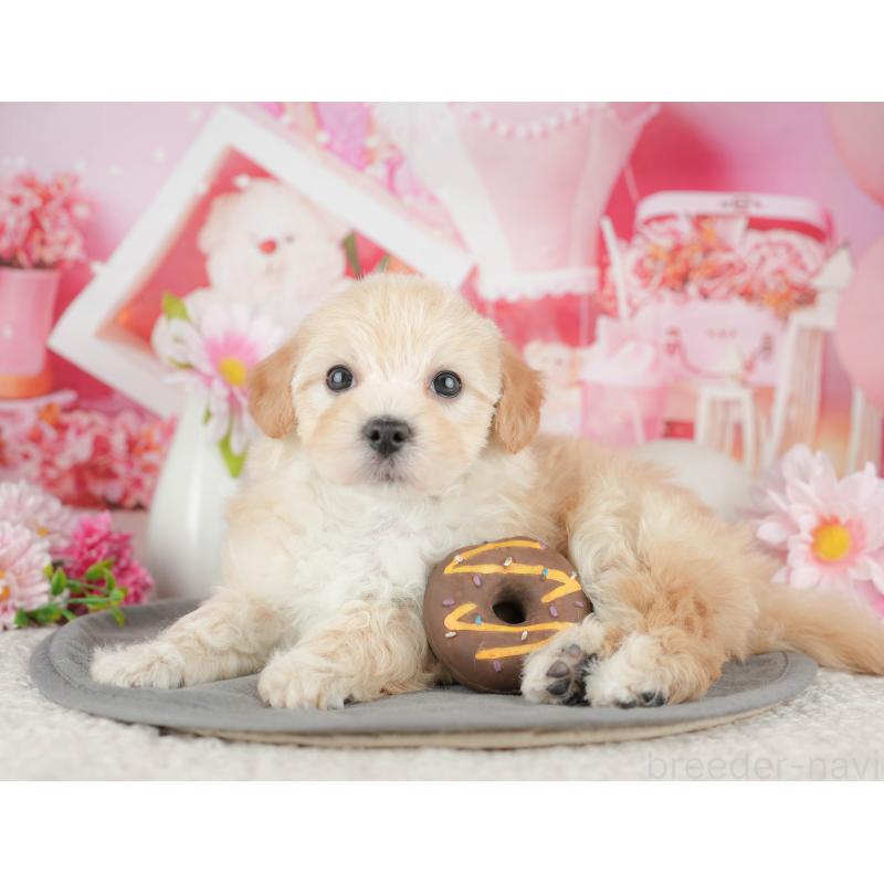 販売中の千葉県のマルプー:マルチーズ×トイプードル-444754の9枚目