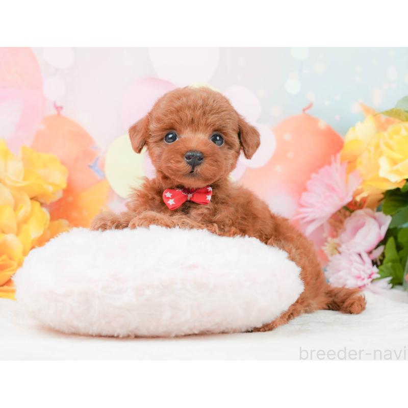 販売中の静岡県のタイニープードル-444774の4枚目