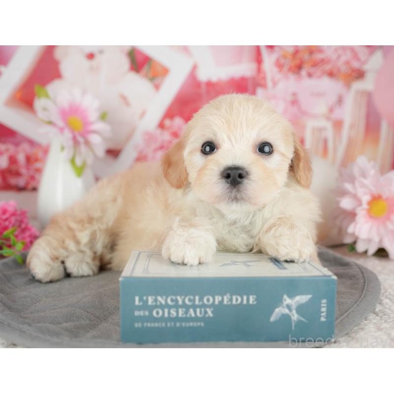 販売中の千葉県のマルプー:マルチーズ×トイプードル-444754の7枚目