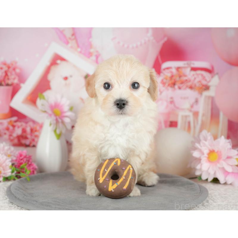 販売中の千葉県のマルプー:マルチーズ×トイプードル-444754の6枚目