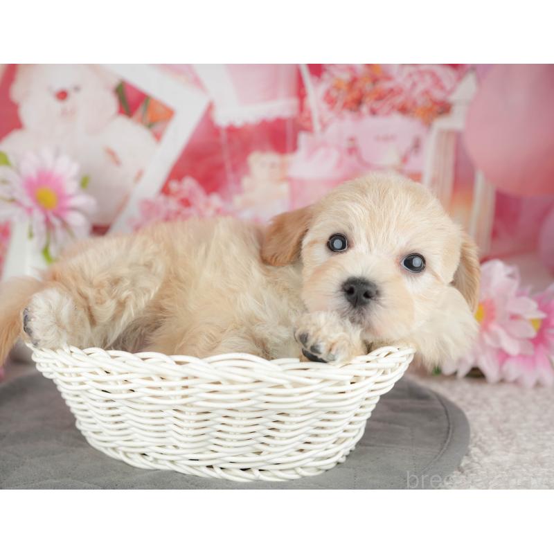 販売中の千葉県のマルプー:マルチーズ×トイプードル-444754の5枚目