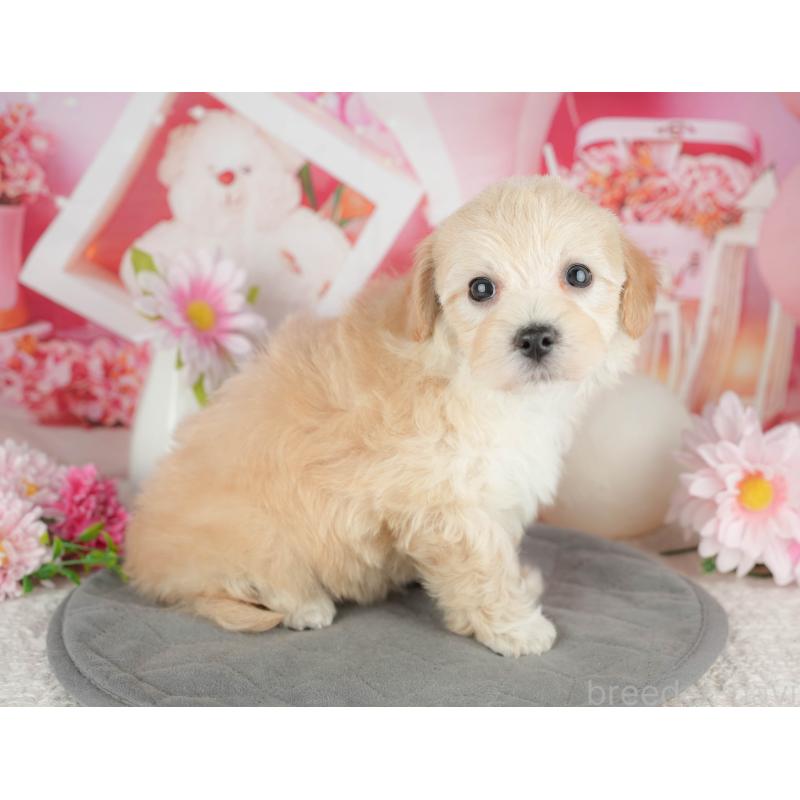 販売中の千葉県のマルプー:マルチーズ×トイプードル-444754の4枚目