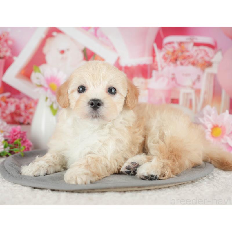 販売中の千葉県のマルプー:マルチーズ×トイプードル-444754の3枚目