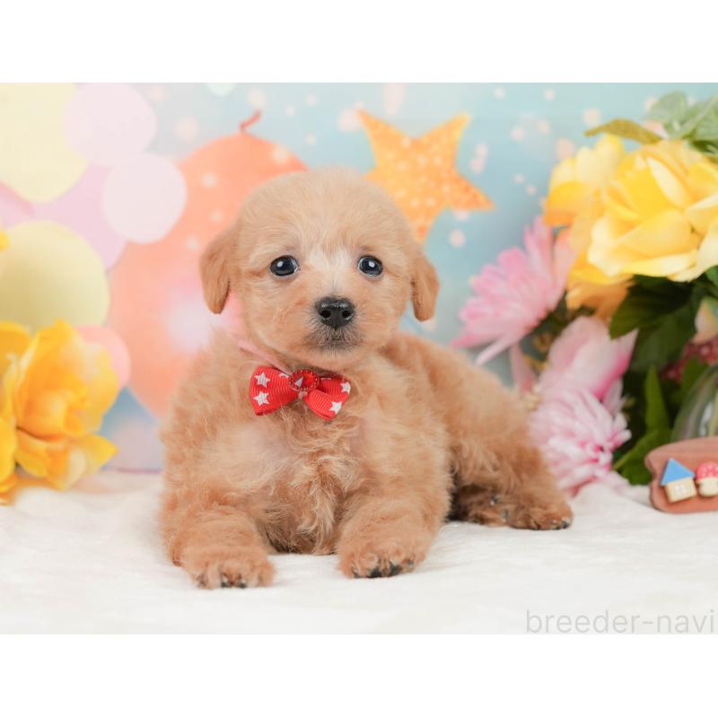 販売中の静岡県のタイニープードル-444730の10枚目