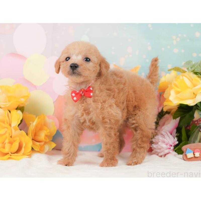 販売中の静岡県のタイニープードル-444730の9枚目