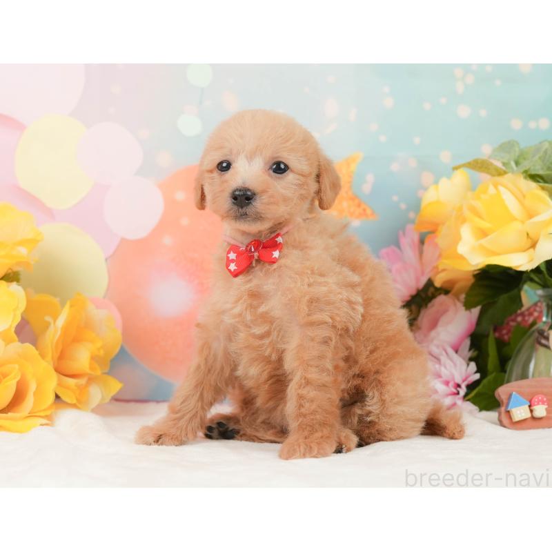 販売中の静岡県のタイニープードル-444730の8枚目