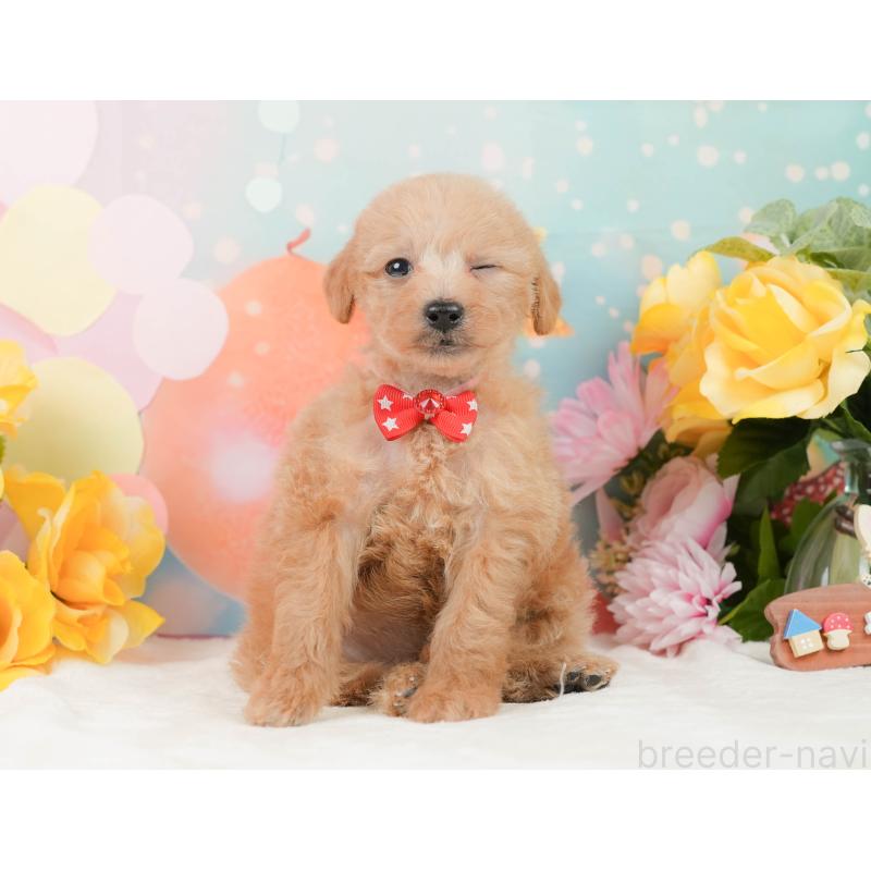 販売中の静岡県のタイニープードル-444730の6枚目