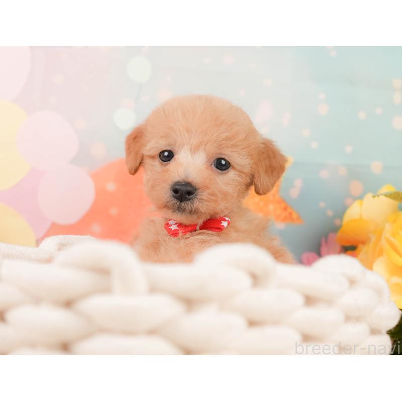 販売中の静岡県のタイニープードル-444730の5枚目