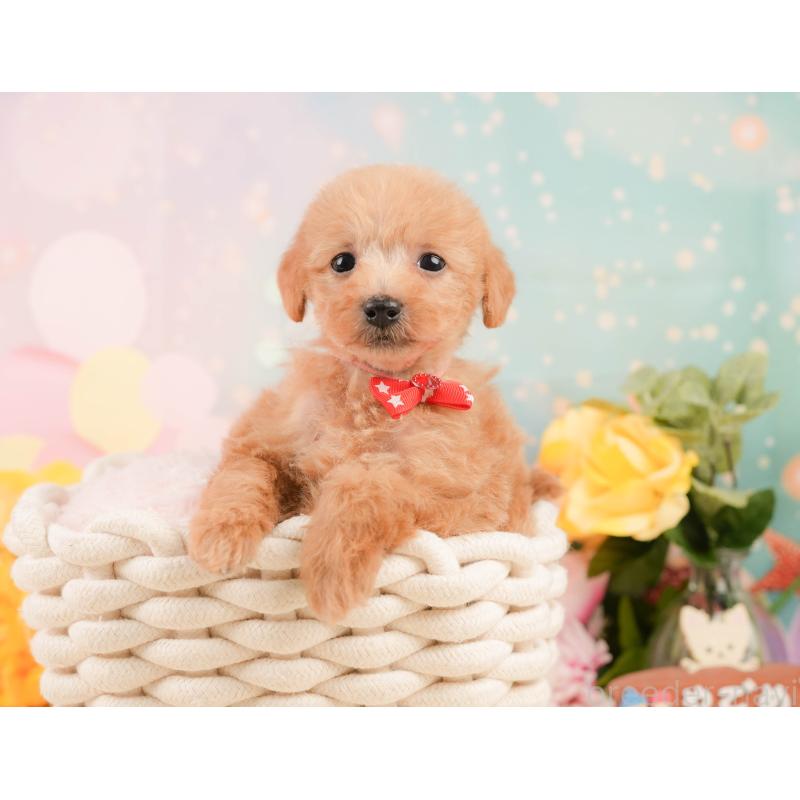 販売中の静岡県のタイニープードル-444730の4枚目