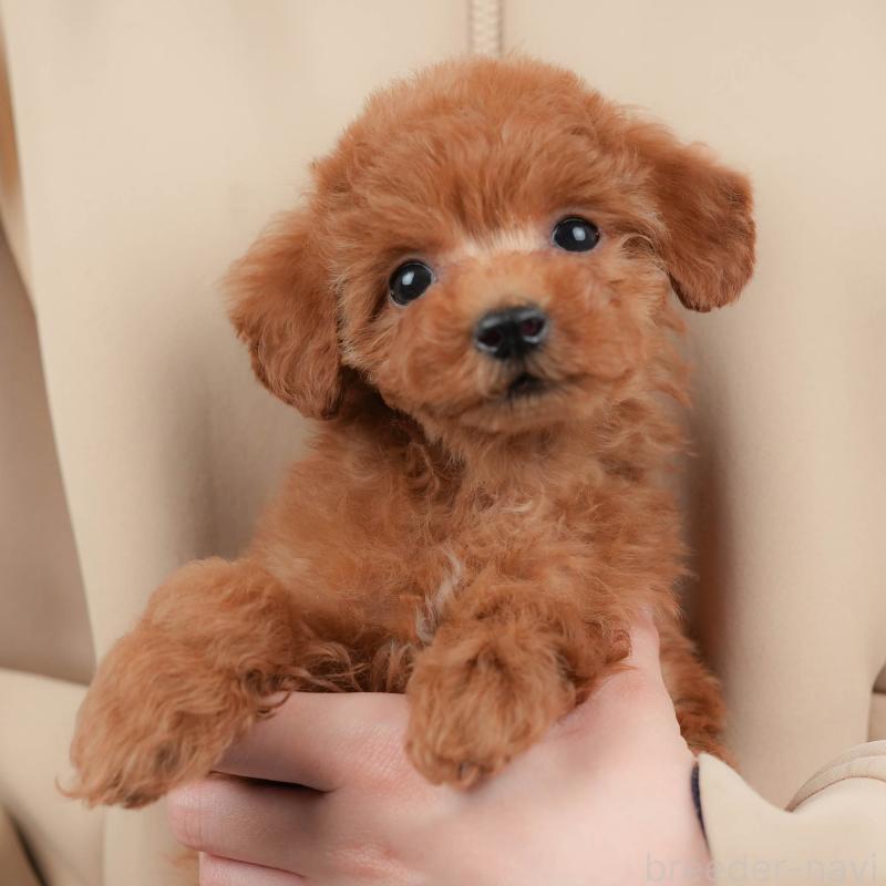 販売中の群馬県のタイニープードル-445501の1枚目