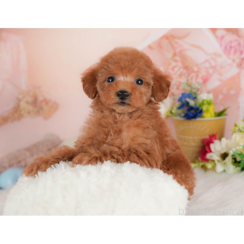 販売中の群馬県のタイニープードル-445501の5枚目